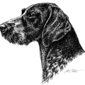 Deutsch Drahthaar - German wirehaired Pointer - T23