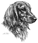 Dachshunde - Dachshunds