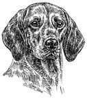 Vorstehhunde - Pointing Dogs