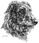 Windhunde - Sighthounds