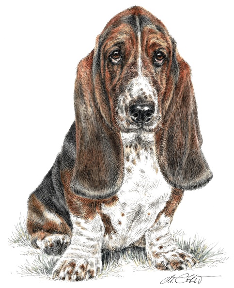 BassetHound-K73.jpg