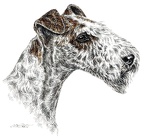 Foxterrier - K76