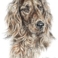 Irischer Setter - Irish Setter - K41