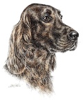 Irischer Setter - Irish Setter - K42
