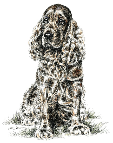 CockerSpaniel-K77.jpg