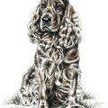 Cocker Spaniel - K77